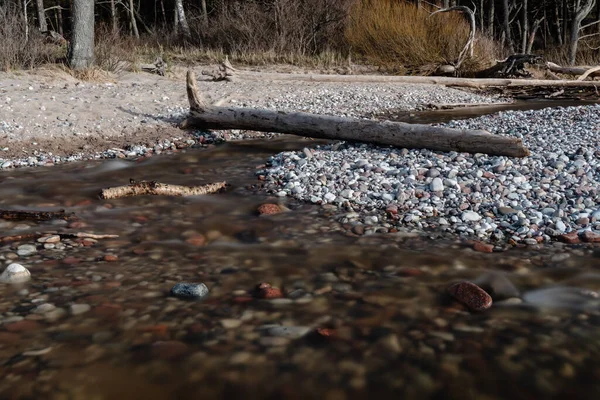 Ormanın içinden geçen küçük bir nehir ve devrilmiş ağaçlar Baltık Denizi 'nin engin sularına giden yolu buldular.