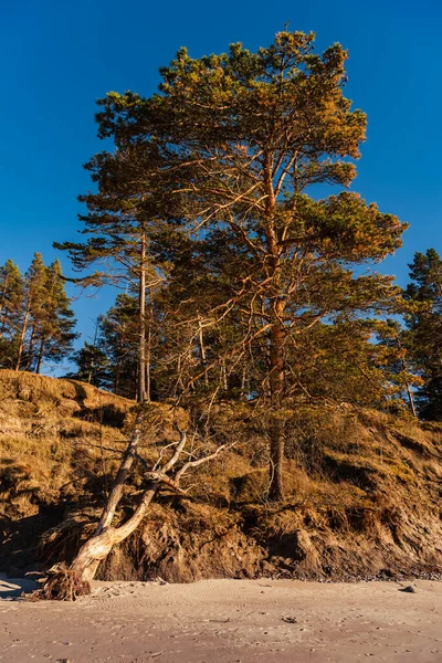 Baltık Denizi ve Çam Kumsalın kumu üzerine eğilmiş Su hattına ulaşmaya çalışıyor