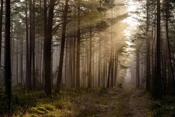 森の中で早朝の太陽は木の枝を突き破って暖かい太陽の光で柔らかい森の苔に触れようとします ロイヤリティフリーのストック写真