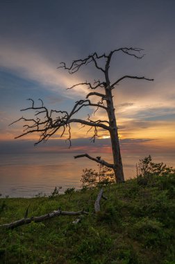 withered tree at sunset on the sea shore with a calm water surface and sunlight on the surface of the water, but the tree is surrounded by green moss in summer