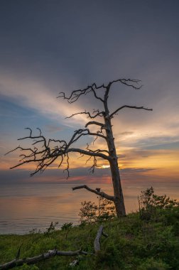 withered tree at sunset on the sea shore with a calm water surface and sunlight on the surface of the water, but the tree is surrounded by green moss in summer