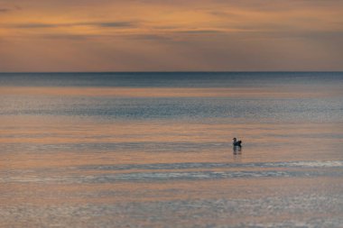 the bird floats in the water at sunset and the surface of the sea water is calm and the sunlight illuminates the water in the most striking shades