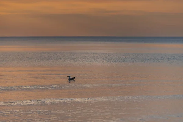 Bird Floats Water Sunset Surface Sea Water Calm Sunlight Illuminates —  Fotos de Stock