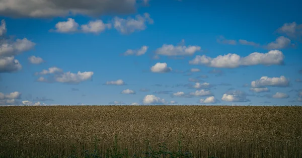 Campo Cultivo Com Nuvens Nos Campos Dia Ensolarado Pronto Para — Fotografia de Stock