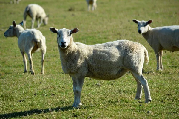 Sheep Field Looking Straight Ahead — Stock Photo, Image