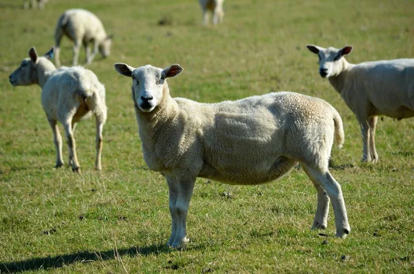 まっすぐ前を向いている畑の羊 ロイヤリティフリーのストック写真