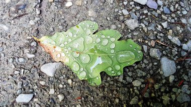 Üzerinde yağmur damlaları olan tek bir yeşil yaprak.