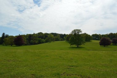 Galler kırsal ve ağaçların manzarası.