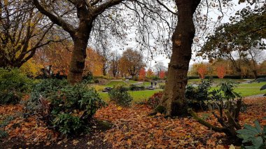 Parkland manzaralı sonbahar ağaçları ve düşen sonbahar yaprakları.