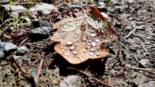 A single brown leaf with rain drops.