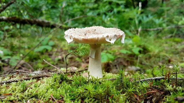 Image Mushroom Moss — Stock Photo, Image