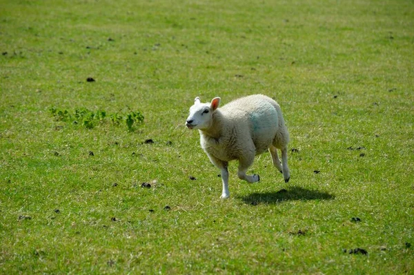Ein Lamm Läuft Auf Einem Feld — Stockfoto