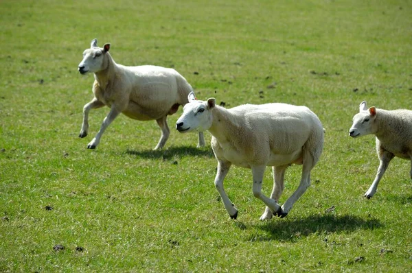 Moutons Courant Dans Champ — Photo