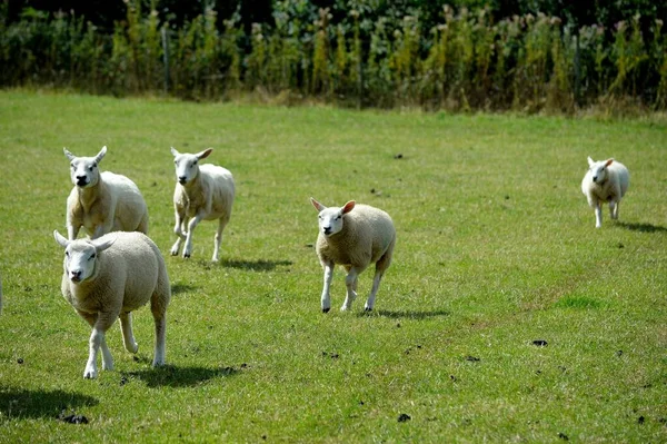 Schafe Rennen Über Das Feld — Stockfoto