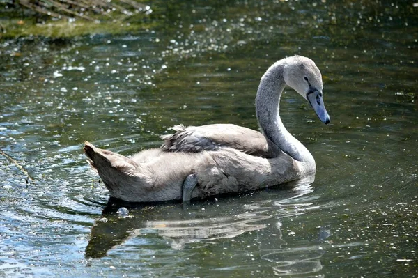 湖で泳ぐ若い白鳥のシングルサイクネット — ストック写真