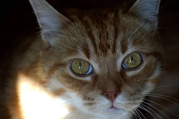 Kızıl Bir Kedinin Yüzüne Yakın Çekim — Stok fotoğraf