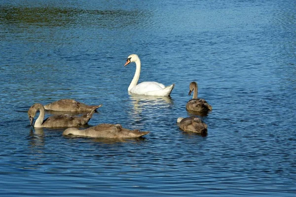 Svan Och Cygneter Simmar Och Äter Sjö — Stockfoto