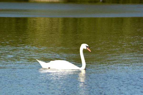 Solo Cisne Nadando Agua — Foto de Stock
