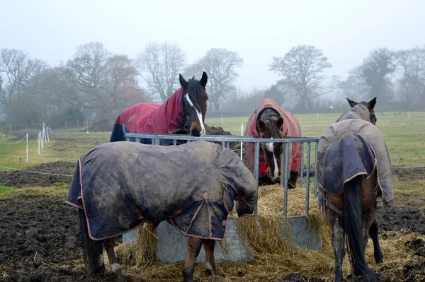 Horses in horse blankets eating hay from a round hay bale feeder on a misty and cold winter's day.