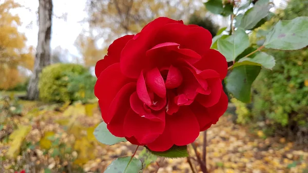 Zentrale Nahaufnahme Einer Vollständig Geöffneten Roten Rose Mit Laub Hintergrund — Stockfoto