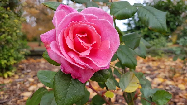 Primer Plano Central Una Rosa Rosada Con Follaje Hojas Otoñales — Foto de Stock