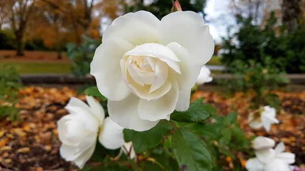 Primer Plano Central Una Rosa Blanca Con Follaje Hojas Otoñales — Foto de Stock