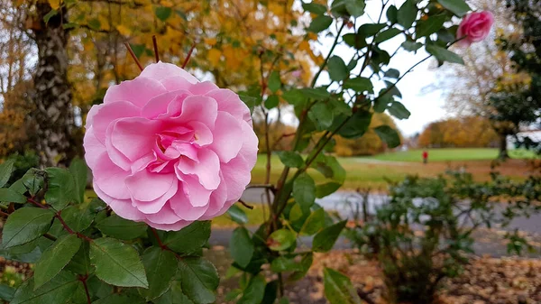 Close Uma Rosa Totalmente Aberta Outono Com Fundo Parque — Fotografia de Stock