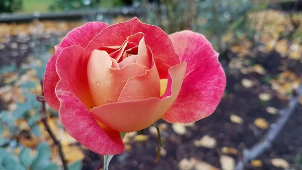 Primer Plano Una Rosa Color Melocotón Otoño —  Fotos de Stock