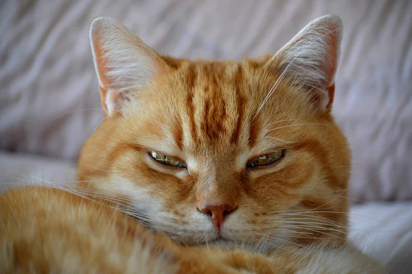 Close Sleepy Ginger Cat — Stock Photo, Image