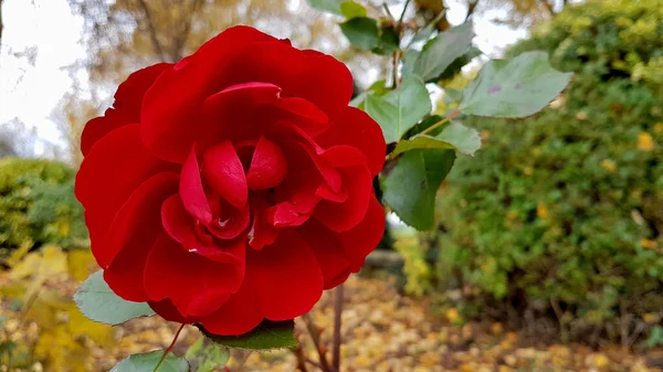 Close Uma Rosa Vermelha Totalmente Aberta Com Folhagem Fundo — Fotografia de Stock