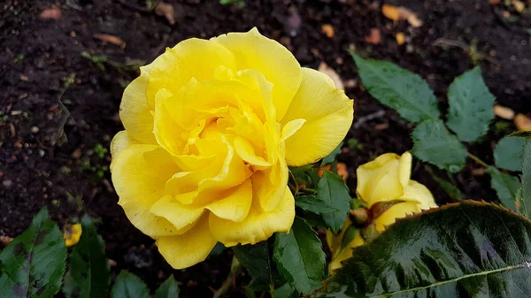 Primer Plano Una Rosa Amarilla Completamente Abierta Con Cama Tierra — Foto de Stock