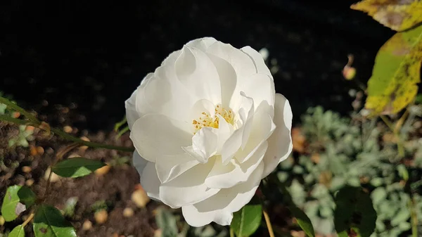 Close Van Een Witte Pioenroos — Stockfoto