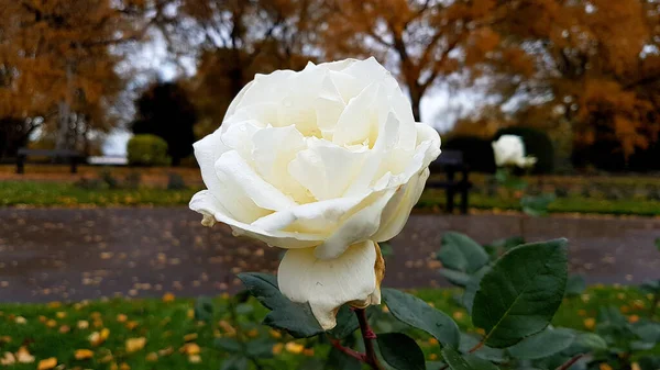 Κοντινό Πλάνο Ενός Λευκού Τριαντάφυλλου Φθινοπωρινά Δέντρα Στο Βάθος — Φωτογραφία Αρχείου