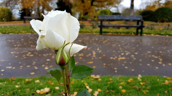 Primer Plano Una Rosa Blanca Con Banco Parque Fondo —  Fotos de Stock