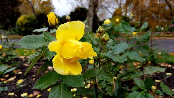 Κοντινό Πλάνο Ενός Κίτρινου Τριαντάφυλλου Φύλλωμα Στο Φόντο — Φωτογραφία Αρχείου