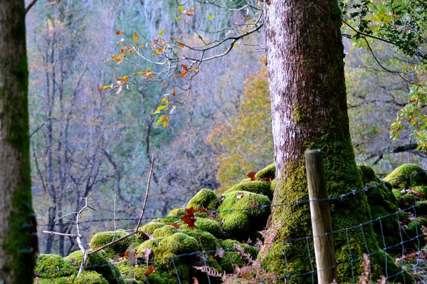 Feuchter Herbsttag Mit Moos Das Boden Und Baumstamm Bedeckt — Stockfoto