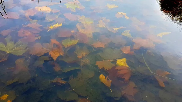 清澈的水显示秋天树叶淹没的床 — 图库照片