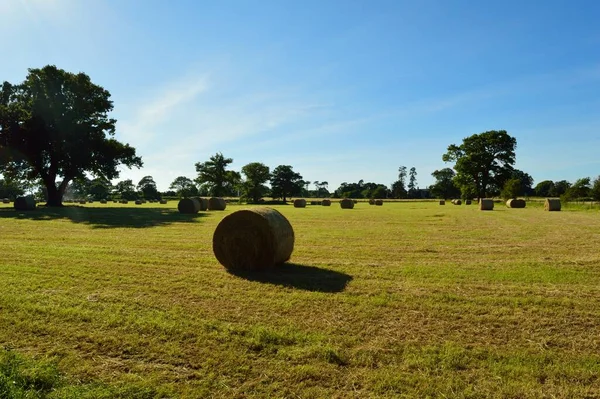 Campo Com Fardo Feno Primeiro Plano Vários Outros Fardos Feno — Fotografia de Stock