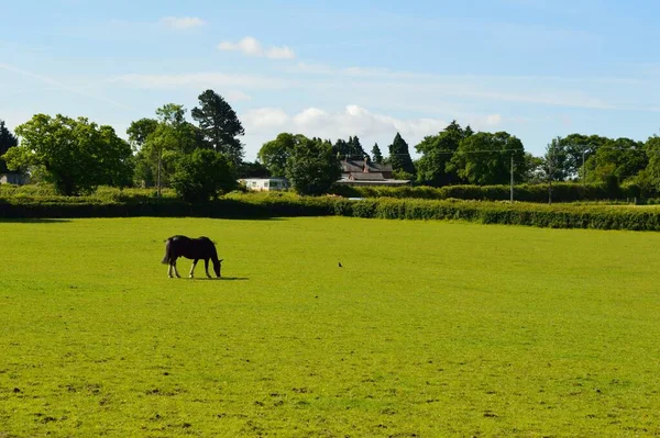 Grande Campo Verde Aberto Com Cavalo Comendo Grama — Fotografia de Stock