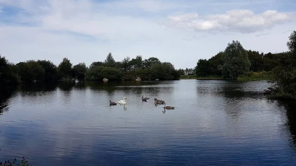 池の上の白鳥とシグネット ストック写真
