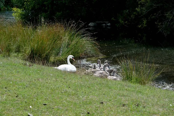 湖の水辺で白鳥とシグネットを休める ロイヤリティフリーのストック画像