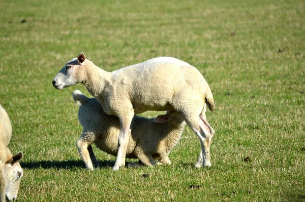 子羊が畑で母親から給餌する ストック写真