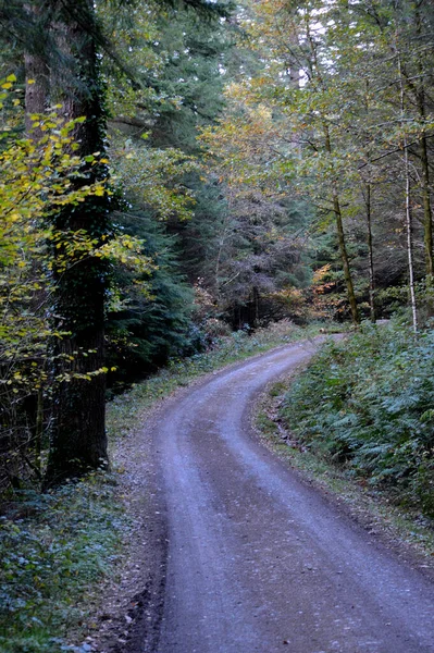 秋の森の並木道 ストックフォト