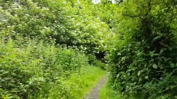 Videomaterial Das Einem Sonnigen Tag Mold Flintshire North Wales Aufgenommen — Stockvideo
