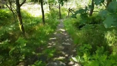 Yeşil bir orman yolunda yürüyen bir görüntü..