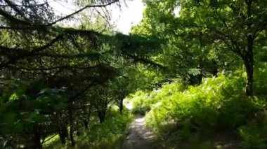 Ağaçtan inen ve eğrelti otları arasında doğa parkında yol alan görüntüler..