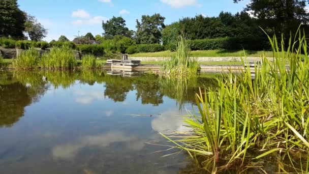Calm Reflective Pond Grass Reeds Summer Day — Stock Video