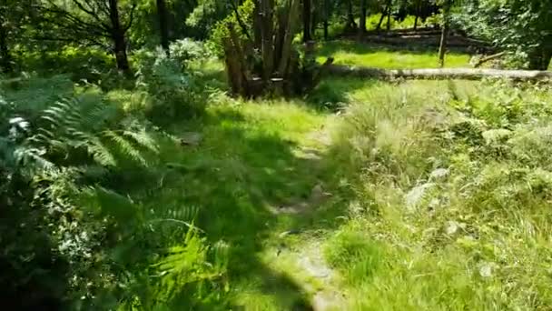 Images Marchant Sur Sentier Boisé Verdoyant Vers Des Souches Arbres — Video