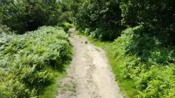 両側に緑の森が広がる道を歩く映像 — ストック動画
