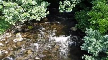 Asılı ağaçlarla akan bir akarsuyun görüntüsü.